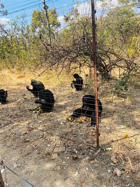 CHIMFUNSHI WILDLIFE ORPHANAGE (Chingola) - Lodge Reviews & Photos ...