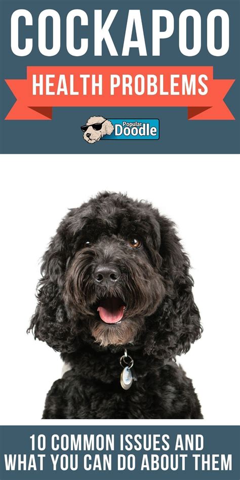 Image result for Cockapoo Problems