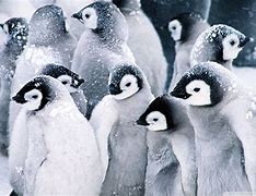 Image result for baby penguins wallpapers