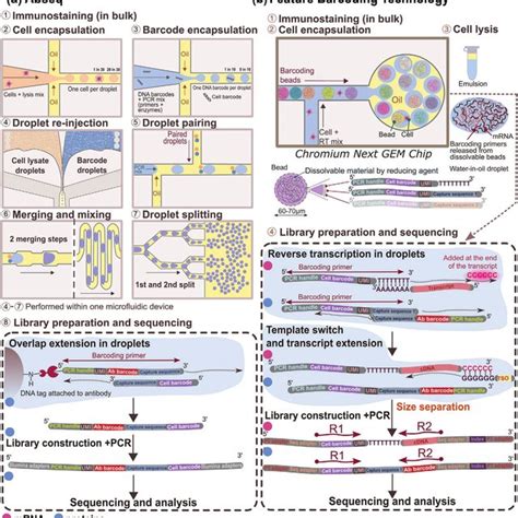 Image result for Single Cell Barcoding