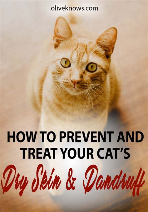 How To Get Rid Of Cat Dandruff Home Remedies at Gail Odom blog