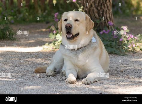 Image result for Beautiful Labrador