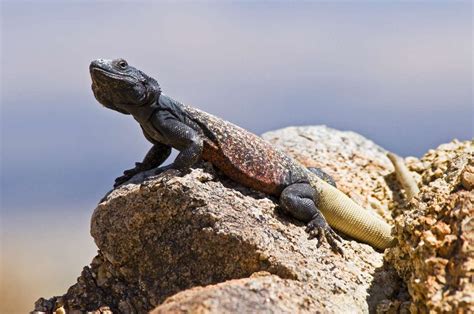 Image result for Lizard Dissection