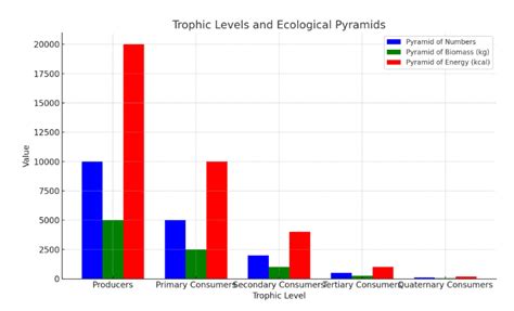 Image result for Ecological Pyramids Explained