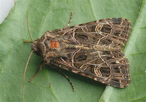 Image result for Moth Identifier