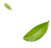 Sustainable Value :: Panel Plus