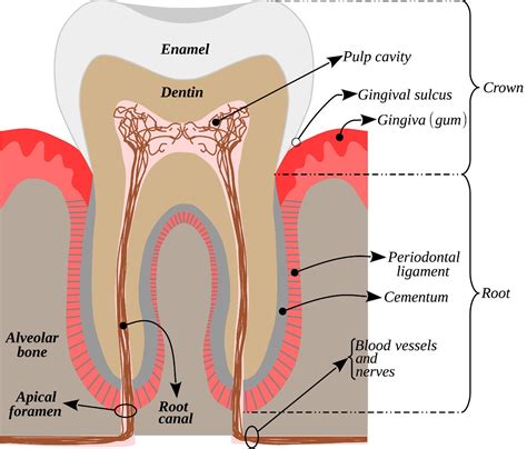 Infographic with the parts of a human tooth - Tooth anatomy 13104730 Vector Art at Vecteezy