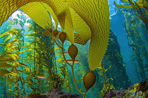 Sunlight Illuminates Undulating Kelp Forests in Underwater Photographs ...