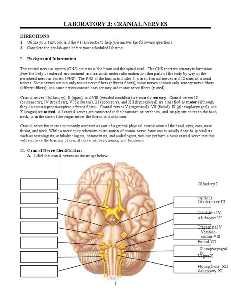 Cranial Nerves Diagram Quiz