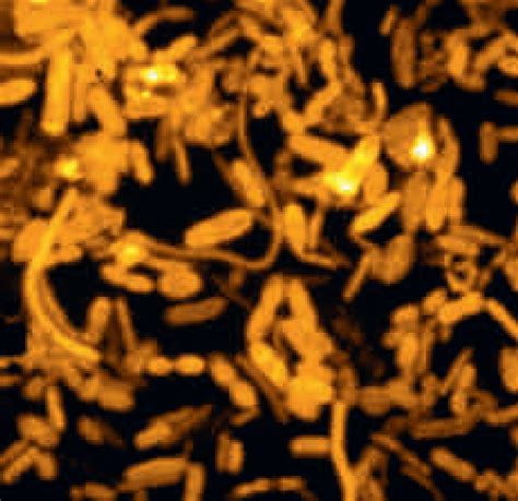 Single Cell Analysis Free Software 的图像结果