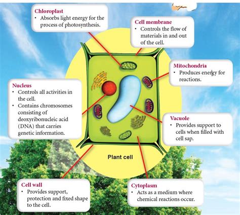 Cell Structure 的图像结果