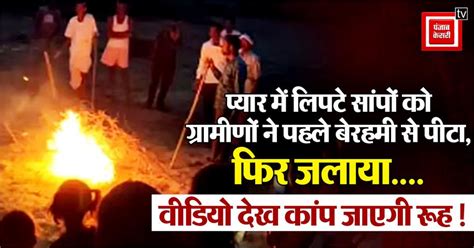 प्यार में लिपटे सांपों को ग्रामीणों ने पहले बेरहमी से पीटा, फिर जलाया ...