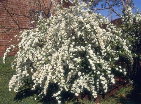Evergreen Shrubs For Privacy