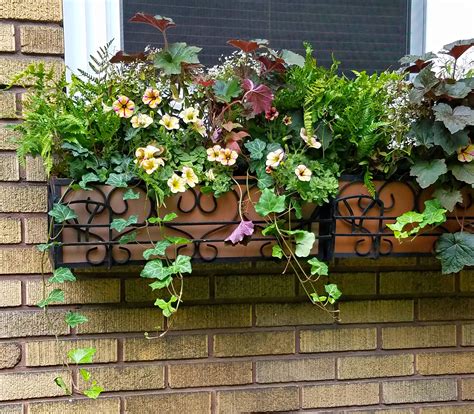 Planter Box Shade Plants - Plant Corz
