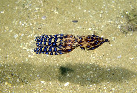 Image result for Lesser Blue-Ringed Octopus