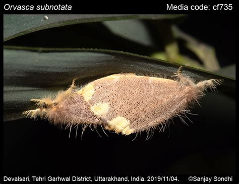 Orvasca subnotata | Moths