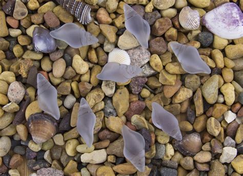 Image result for Mini Conch Shell