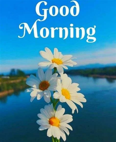 30+ Good Morning Daisy Flower Images - Good Morning Wishes