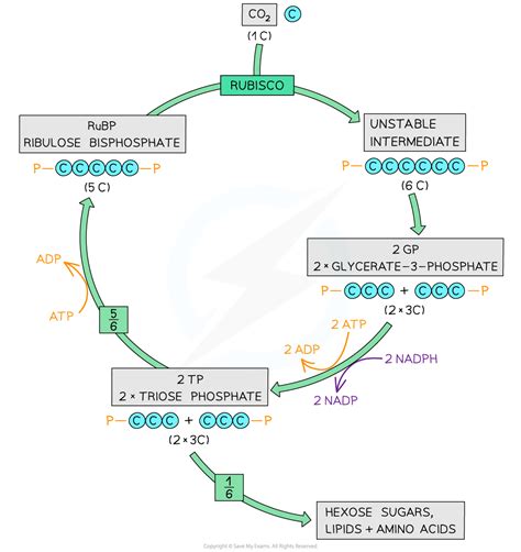 Light Independent Reactions (HL) | HL IB Biology Revision Notes 2025