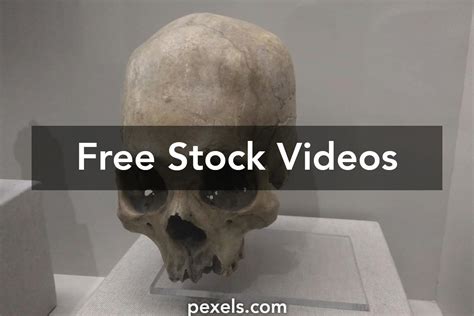 Human Evolution Full Documentary 的图像结果