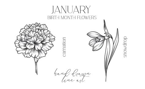 January Birth Month Flowers. Carnation outline isolated on white ...