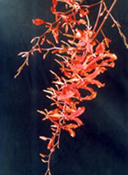 Envis Centre, Ministry of Environment & Forest, Govt. of India