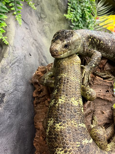 Pair Monkey-tailed Skink by New Jersey Exotics - MorphMarket