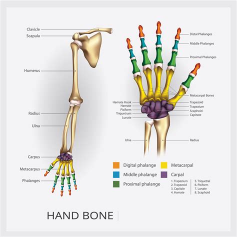 Hand and Upper Extremity Bone Anatomy: A Comprehensive Guide - Anatomy Note