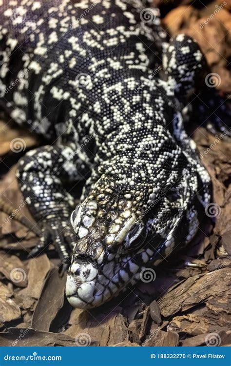 Argentine Black and White Tegu. Tupinambis Merianae Stock Photo - Image ...