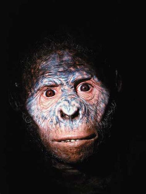 Australopithecus Documentary 的图像结果