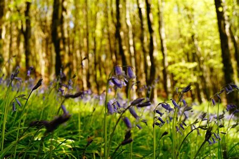 Image result for Machine Learning Bagging Tree