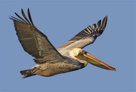 Giant pelican-like bird found in Peru — boards.ie - Now Ye