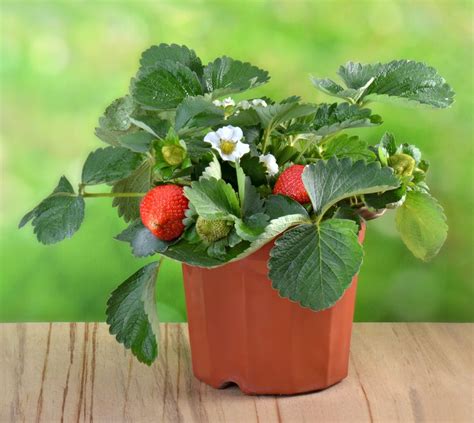 Strawberry Planter Plants Growing Strawberries In Hanging Baskets