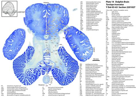 Atlas of the Brain of a Dolphin — Comparative Brain Anatomy