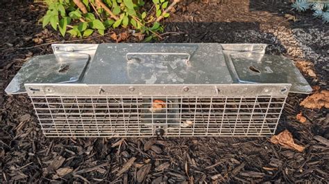 Traps for Chipmunks Home Depot 的图像结果