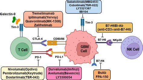 Frontiers | The immunosuppressive microenvironment and immunotherapy in ...