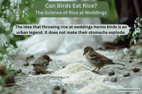 Image result for Birds Exploding From Rice