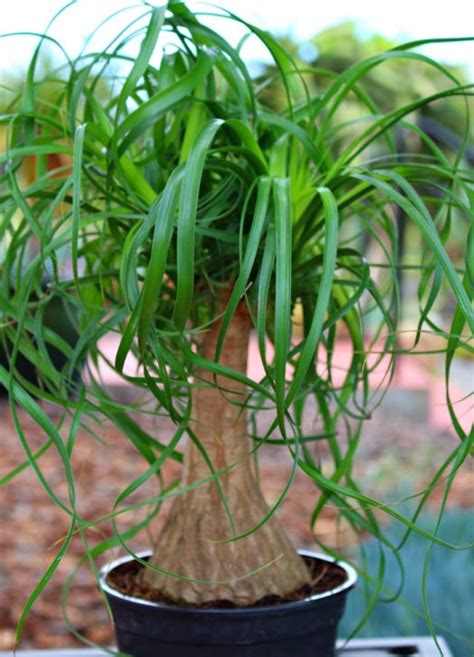 Ponytail Palm | Pony tail palm, Plant care, Plants