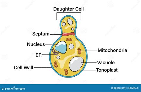Detailed Vector Illustration of Yeast Cell Structure on a White Background for Scientific and ...