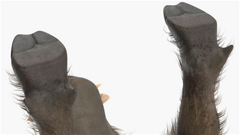 3D model Southern Warthog Base Pose Fur | 3D Molier International