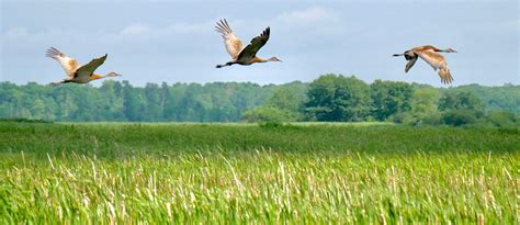 Carlos Avery Wildlife Area – Andy Birkey