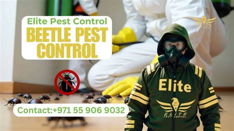 The Ultimate Guide to Beetle Pest Control خنفساء: Protecting Your ...