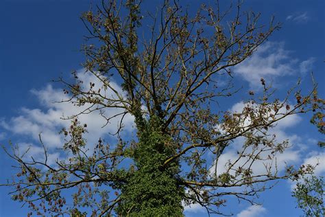 Funnel Vision Tree Fall 的图像结果