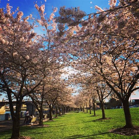 Cherry Blossoms in Portland: 15 Best Spots for 2026 Spring Blooms