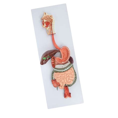 Human Digestive System Model Liver Stomach Anatomy Large Intestine ...