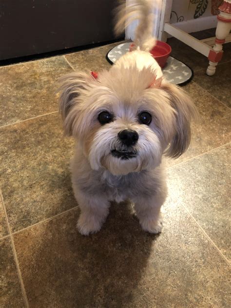 Pomeranian Shih Tzu Mix