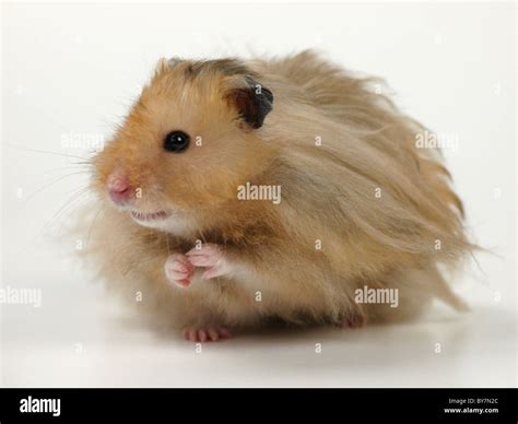 Dark Long Hair Hamsters