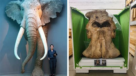 Largest Elephant In The World On Record