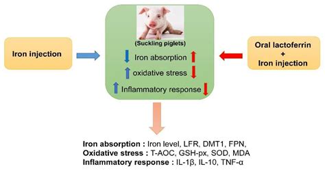 The Effects of the Combination of Oral Lactoferrin and Iron Injection ...
