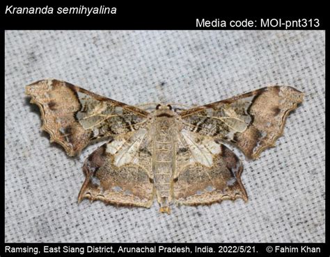 Krananda semihyalina | Moths